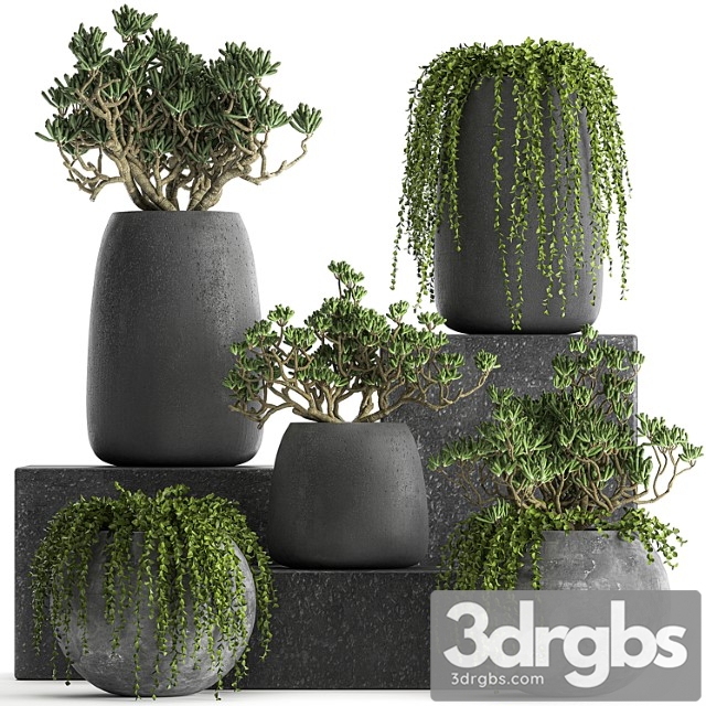 Collection of Small Exotic Hanging Plants Succulents In Black Pots With Crassula Crassula Set 817 3dsmax Download - thumbnail 1