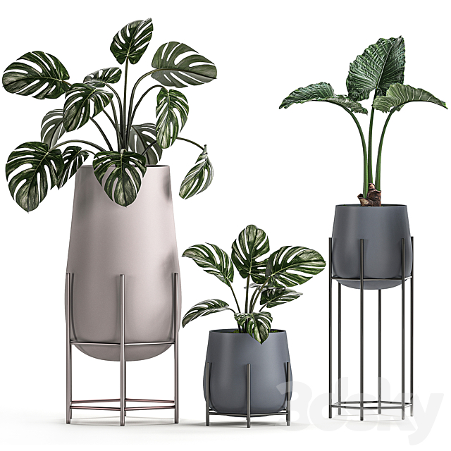 Collection of small indoor plants in modern pots on legs with Monstera Palm hovea alokasia Sansevieria. Set 547. 3DS Max Model - thumbnail 2