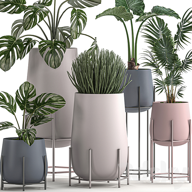 Collection of small indoor plants in modern pots on legs with Monstera Palm hovea alokasia Sansevieria. Set 547. 3DS Max Model - thumbnail 3