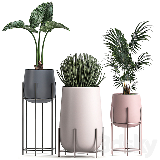 Collection of small indoor plants in modern pots on legs with Monstera Palm hovea alokasia Sansevieria. Set 547. 3DS Max Model - thumbnail 4