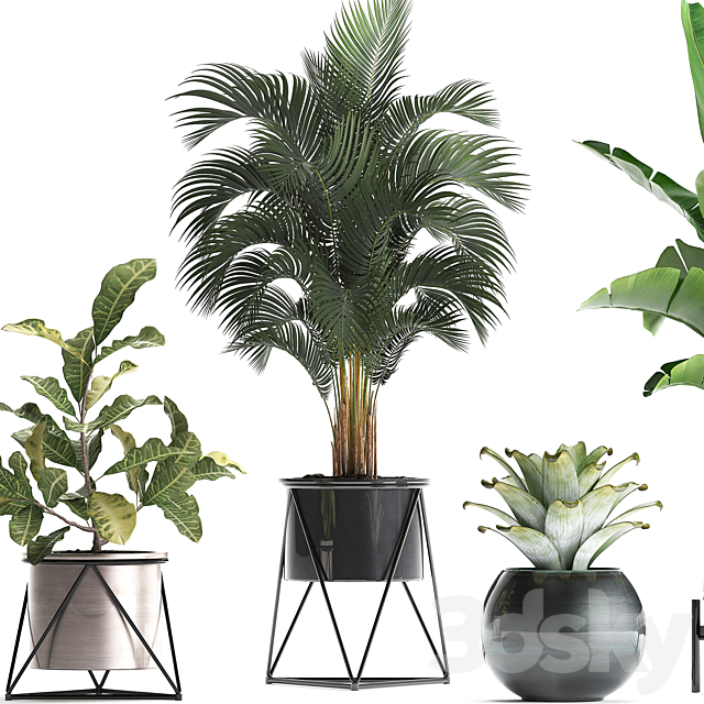 Collection of small lush plants in white modern pots with Banana palm strelitzia round croton bromeliad luxury decor. Set 441. 3DS Max Model - thumbnail 2