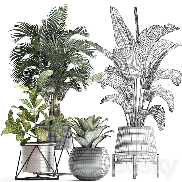 Collection of small lush plants in white modern pots with Banana palm strelitzia round croton bromeliad luxury decor. Set 441. 3DS Max Model - thumbnail 3