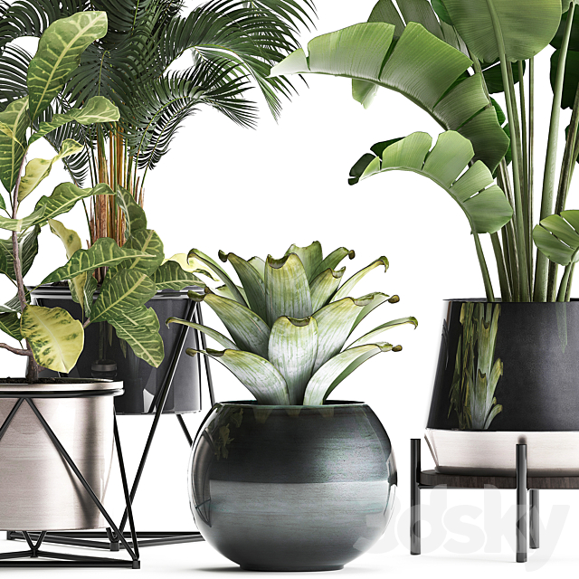 Collection of small lush plants in white modern pots with Banana palm strelitzia round croton bromeliad luxury decor. Set 441. 3DS Max Model - thumbnail 4