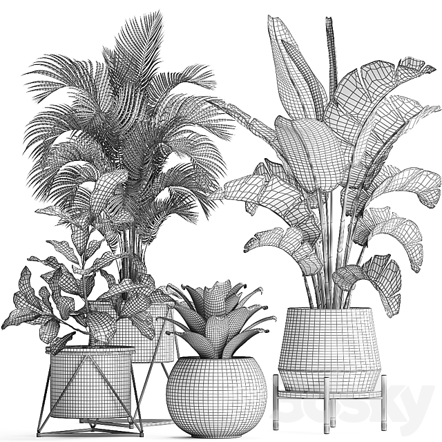 Collection of small lush plants in white modern pots with Banana palm strelitzia round croton bromeliad luxury decor. Set 441. 3DS Max Model - thumbnail 5