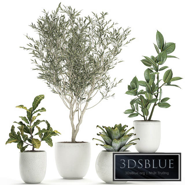 Collection of small ornamental plants in white pots with Olive tree ficus croton bromelia sapling. Set 676 3DS Max - thumbnail 3