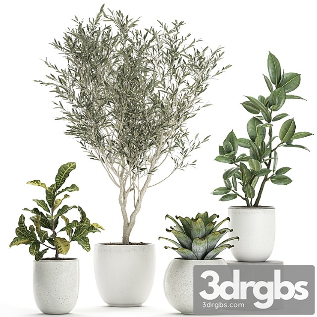 Collection of small ornamental plants in white pots with olive tree, ficus, croton, bromelia, sapling. set 676 - thumbnail 1