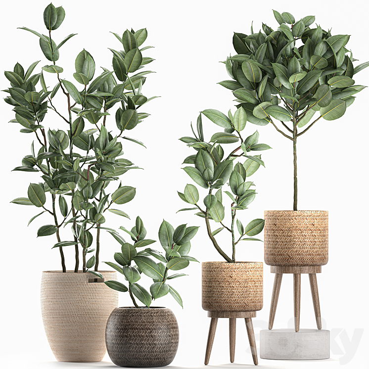 Collection of small ornamental trees in rattan baskets on legs with ficus elastic. Set 606. 3DS Max - thumbnail 1