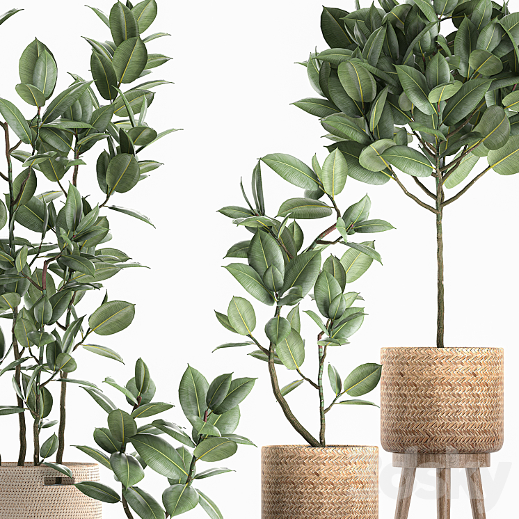 Collection of small ornamental trees in rattan baskets on legs with ficus elastic. Set 606. 3DS Max - thumbnail 2