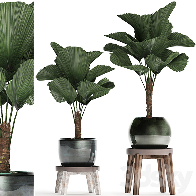 Collection of small palm plants in modern stylish round pots with flower stand and Liquala. luxury. Set 453. 3DSMax File - thumbnail 1