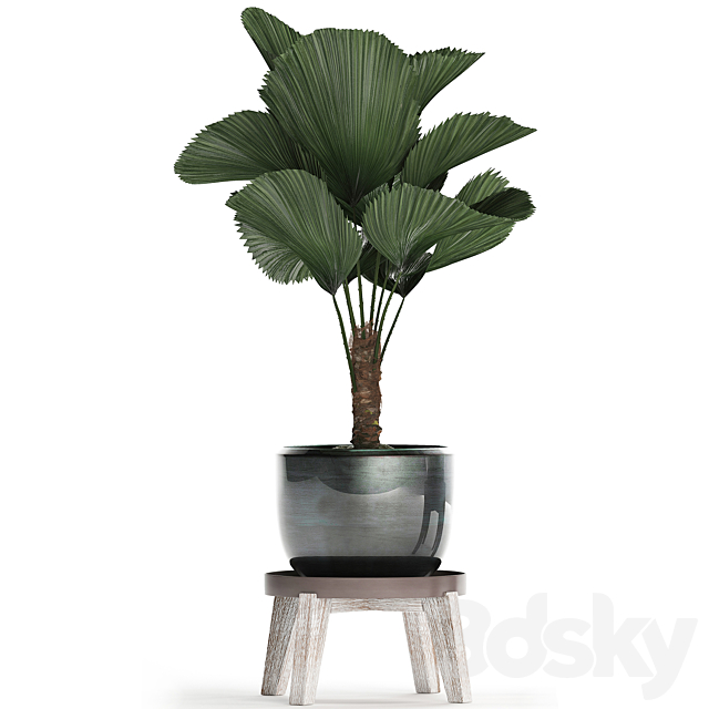 Collection of small palm plants in modern stylish round pots with flower stand and Liquala. luxury. Set 453. 3DSMax File - thumbnail 2