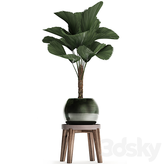 Collection of small palm plants in modern stylish round pots with flower stand and Liquala. luxury. Set 453. 3DSMax File - thumbnail 3