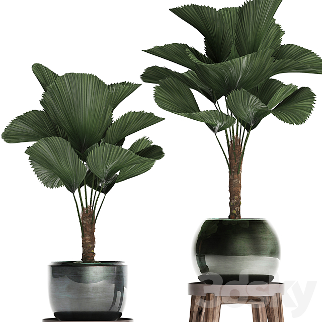 Collection of small palm plants in modern stylish round pots with flower stand and Liquala. luxury. Set 453. 3DSMax File - thumbnail 4