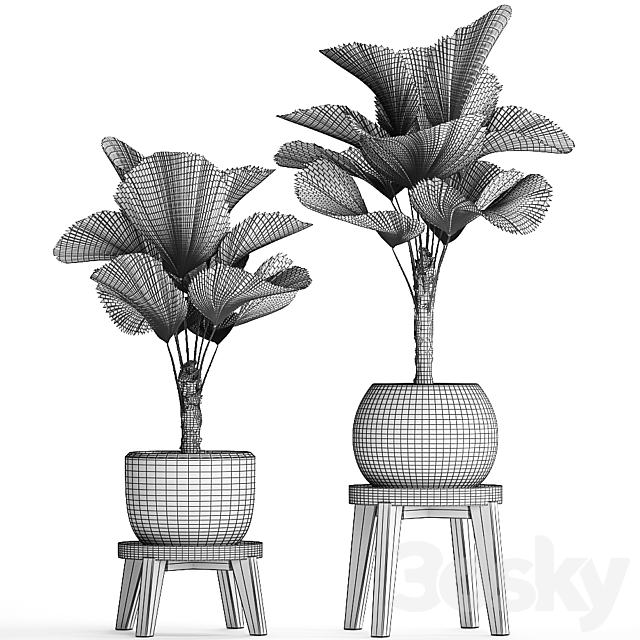 Collection of small palm plants in modern stylish round pots with flower stand and Liquala. luxury. Set 453. 3DSMax File - thumbnail 5