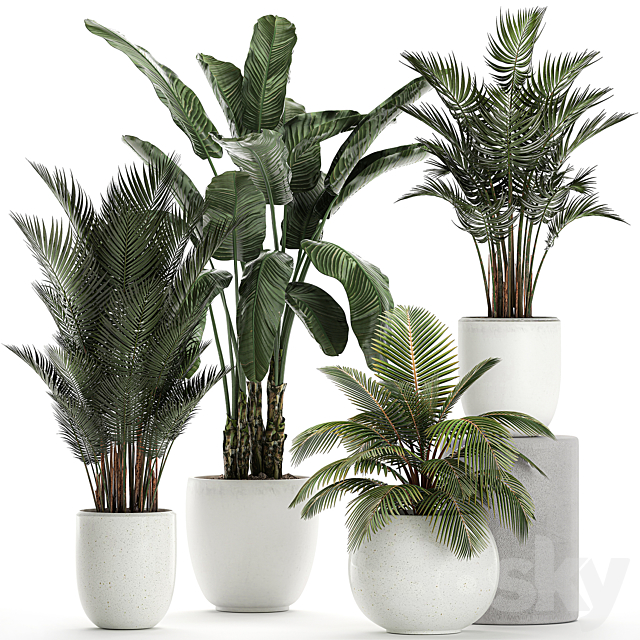 Collection of small palm plants in white pots with banana palm. hovea. coconut. strelitzia. Set 674. 3DSMax File - thumbnail 1