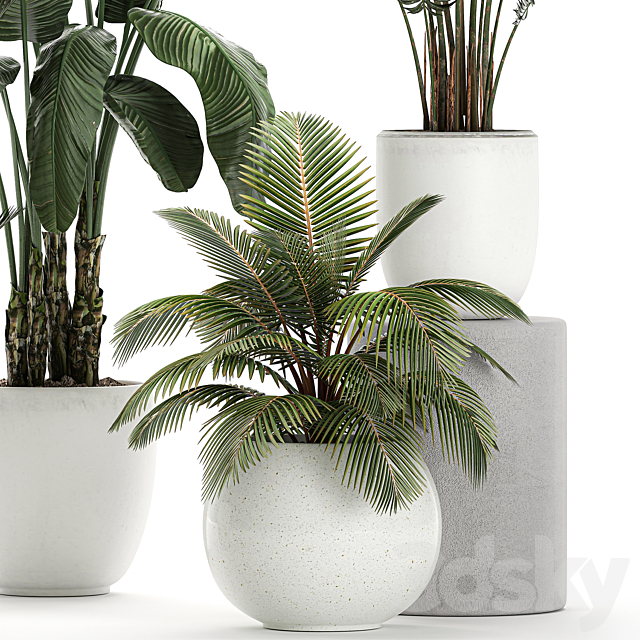 Collection of small palm plants in white pots with banana palm. hovea. coconut. strelitzia. Set 674. 3DSMax File - thumbnail 2