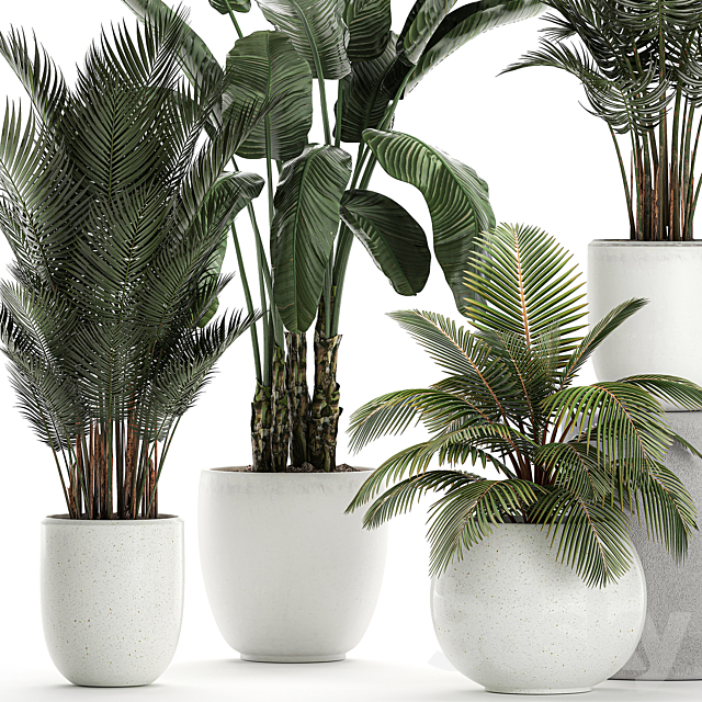 Collection of small palm plants in white pots with banana palm. hovea. coconut. strelitzia. Set 674. 3DSMax File - thumbnail 3