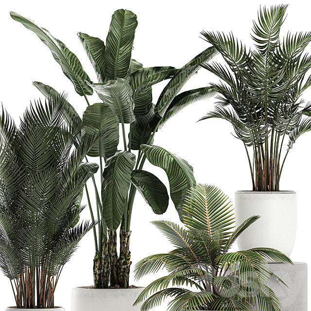 Collection of small palm plants in white pots with banana palm. hovea. coconut. strelitzia. Set 674. 3DSMax File - thumbnail 4