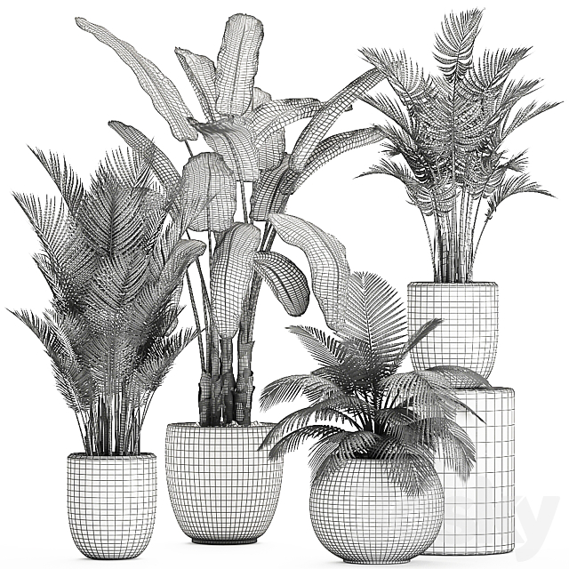 Collection of small palm plants in white pots with banana palm. hovea. coconut. strelitzia. Set 674. 3DSMax File - thumbnail 5