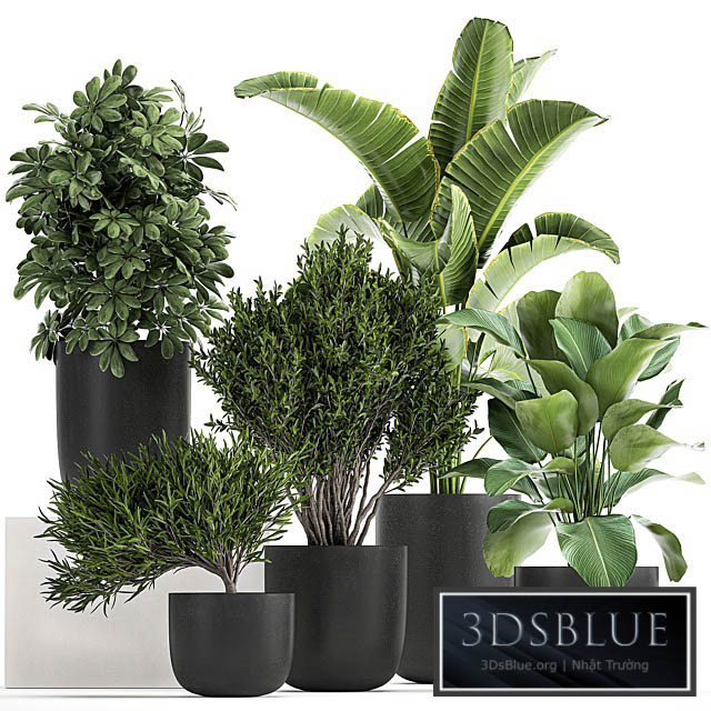 Collection of small plants and trees in black pots with Banana palm Calathea lutea bush Scheffler. Set 804 3DS Max - thumbnail 3