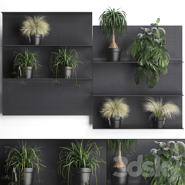 Collection of small plants black metal shelf with flowers in pots with monstera. dracaena. Chlorophytum. grass grass. Set of 50. 3DSMax File - thumbnail 1