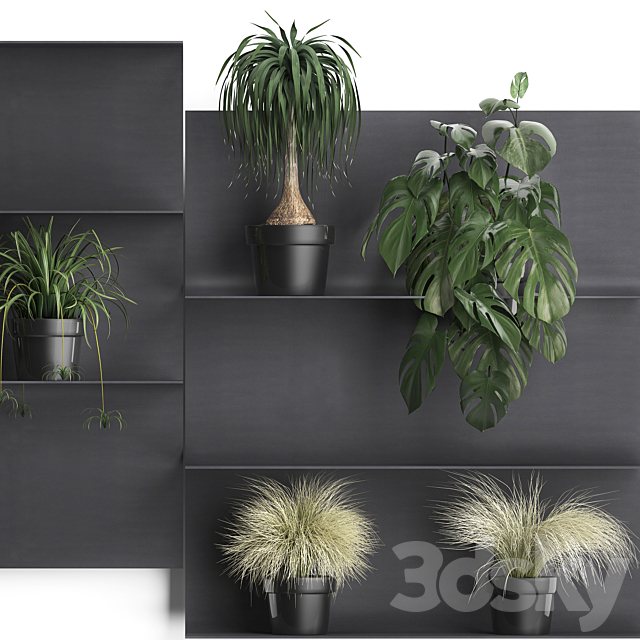 Collection of small plants black metal shelf with flowers in pots with monstera. dracaena. Chlorophytum. grass grass. Set of 50. 3DSMax File - thumbnail 2