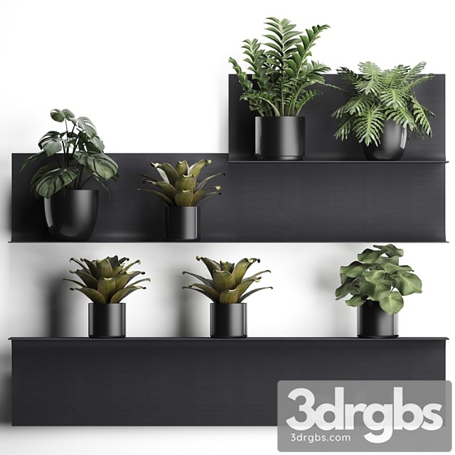 Collection of small plants black metal shelf with flowers in pots with monstera, zamiokulkas, chlorophytum, philodendron, bromelia, loft. set 49. - thumbnail 1