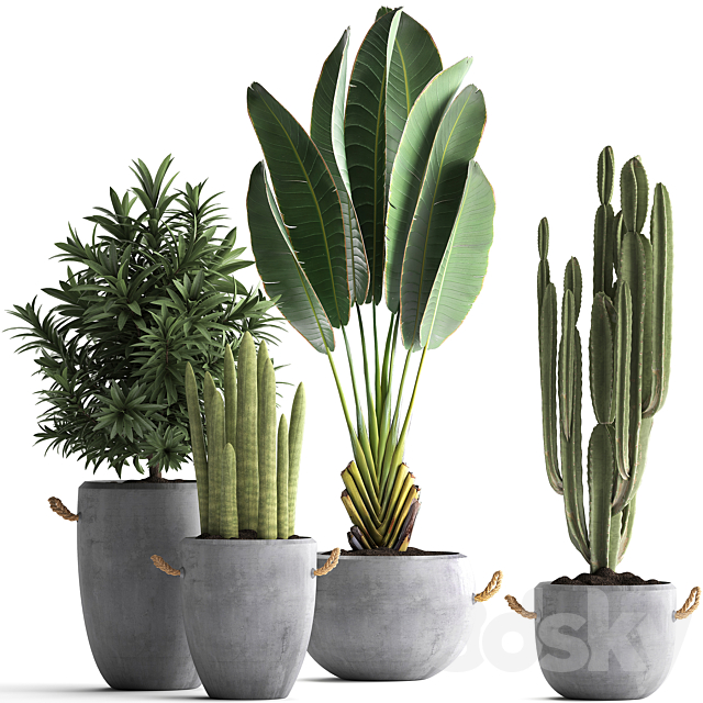 Collection of small plants in black concrete pots from Ravenala. concrete flowerpot. Cereus. cactus. oleander. Set 434. 3DSMax File - thumbnail 1