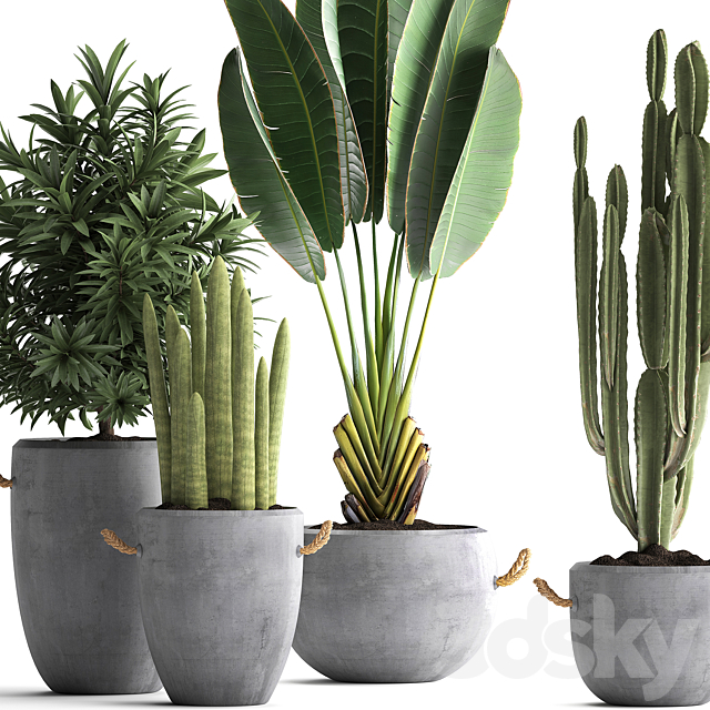 Collection of small plants in black concrete pots from Ravenala. concrete flowerpot. Cereus. cactus. oleander. Set 434. 3DSMax File - thumbnail 2