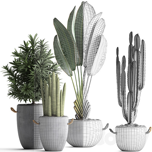 Collection of small plants in black concrete pots from Ravenala. concrete flowerpot. Cereus. cactus. oleander. Set 434. 3DSMax File - thumbnail 3