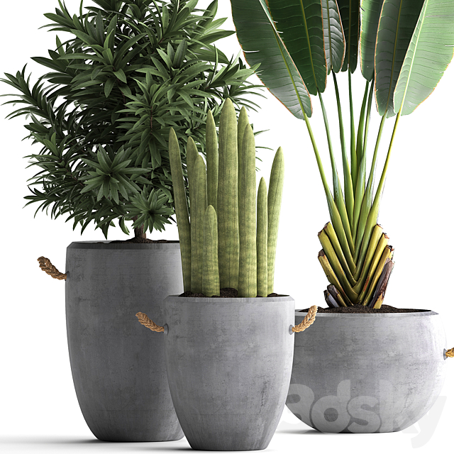 Collection of small plants in black concrete pots from Ravenala. concrete flowerpot. Cereus. cactus. oleander. Set 434. 3DSMax File - thumbnail 4