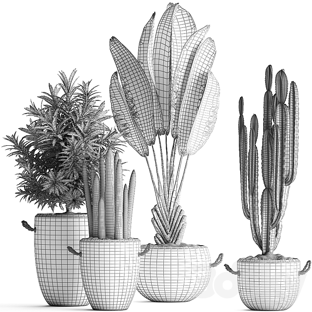 Collection of small plants in black concrete pots from Ravenala. concrete flowerpot. Cereus. cactus. oleander. Set 434. 3DSMax File - thumbnail 5