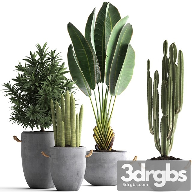 Collection of small plants in black concrete pots from ravenala, concrete flowerpot, cereus, cactus, oleander. set 434. - thumbnail 1