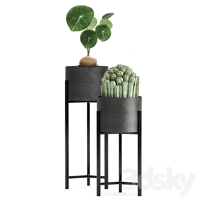 Collection of small plants in black metal pots on legs with ficus cactus Stefania Erecta. Set 915. 3DS Max Model - thumbnail 2