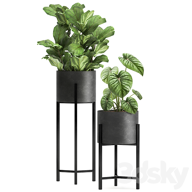 Collection of small plants in black metal pots on legs with ficus cactus Stefania Erecta. Set 915. 3DS Max Model - thumbnail 3