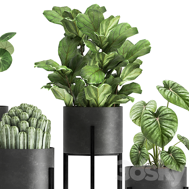 Collection of small plants in black metal pots on legs with ficus cactus Stefania Erecta. Set 915. 3DS Max Model - thumbnail 4