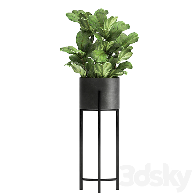 Collection of small plants in black metal pots on legs with ficus cactus Stefania Erecta. Set 915. 3DS Max Model - thumbnail 5