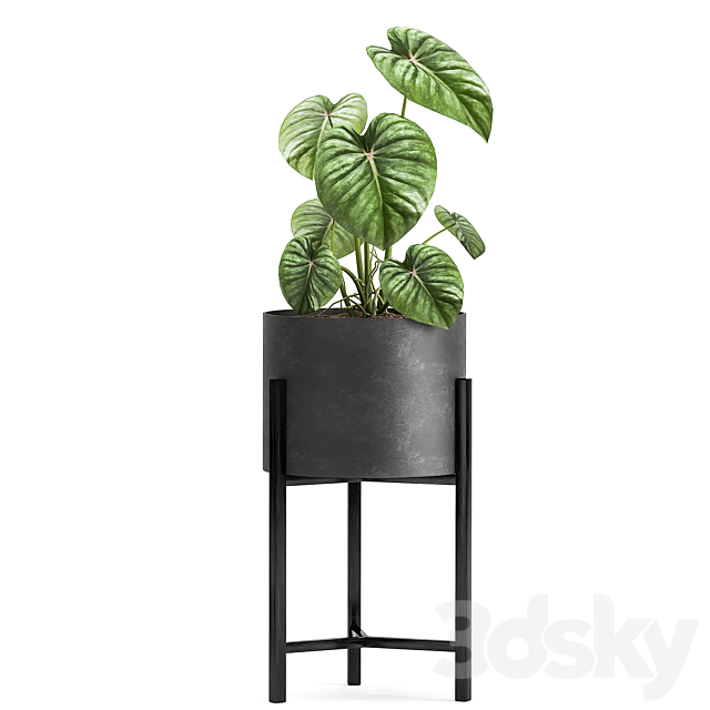 Collection of small plants in black metal pots on legs with ficus cactus Stefania Erecta. Set 915. 3DS Max Model - thumbnail 6