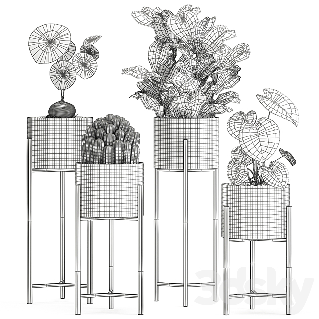 Collection of small plants in black metal pots on legs with ficus cactus Stefania Erecta. Set 915. 3DS Max Model - thumbnail 7