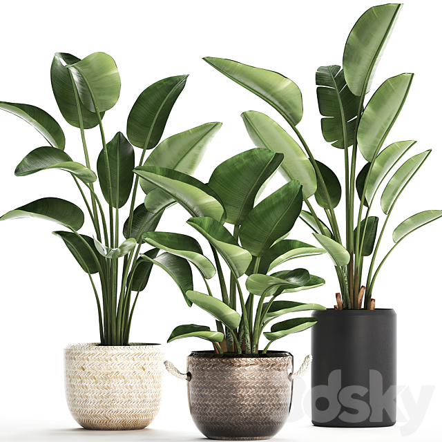 Collection of small plants in black modern pots baskets with Banana palm. Strelitzia. Set 445. 3DSMax File - thumbnail 1