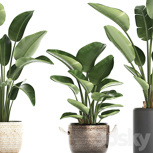 Collection of small plants in black modern pots baskets with Banana palm. Strelitzia. Set 445. 3DSMax File - thumbnail 2