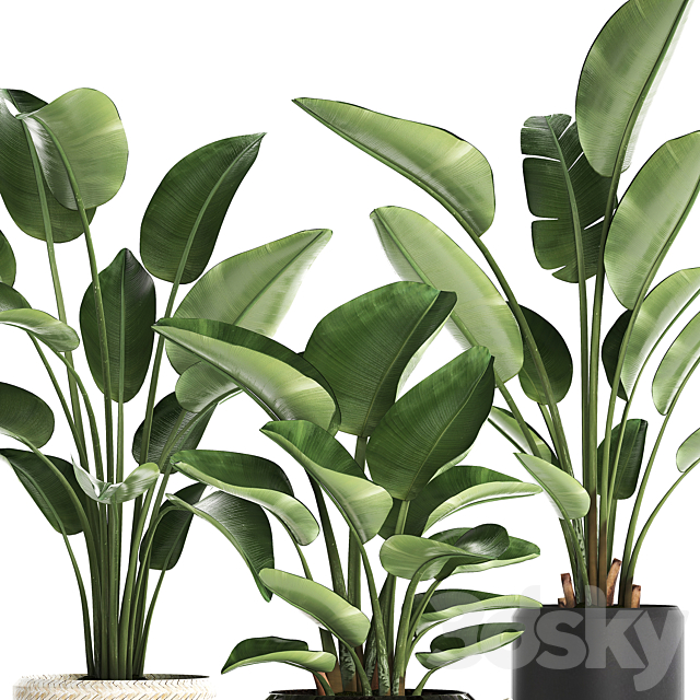 Collection of small plants in black modern pots baskets with Banana palm. Strelitzia. Set 445. 3DSMax File - thumbnail 3