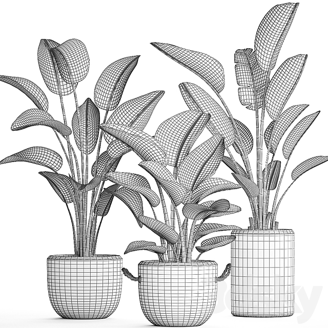 Collection of small plants in black modern pots baskets with Banana palm. Strelitzia. Set 445. 3DSMax File - thumbnail 4