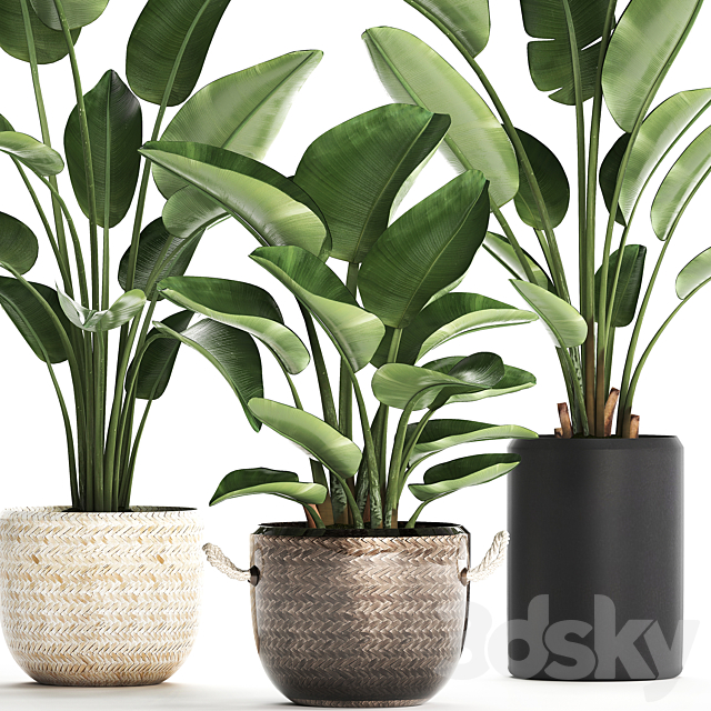 Collection of small plants in black modern pots baskets with Banana palm. Strelitzia. Set 445. 3DSMax File - thumbnail 5