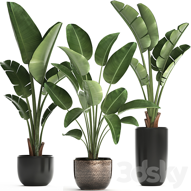 Collection of small plants in black modern pots with Banana palm. Strelitzia. Set 444. 3DSMax File - thumbnail 1