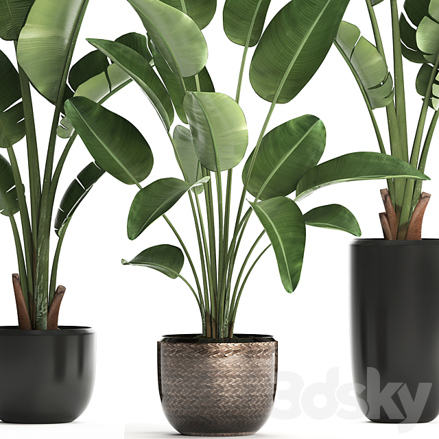 Collection of small plants in black modern pots with Banana palm. Strelitzia. Set 444. 3DSMax File - thumbnail 2