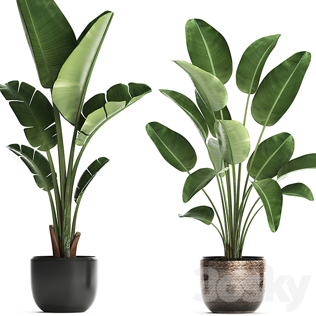 Collection of small plants in black modern pots with Banana palm. Strelitzia. Set 444. 3DSMax File - thumbnail 3