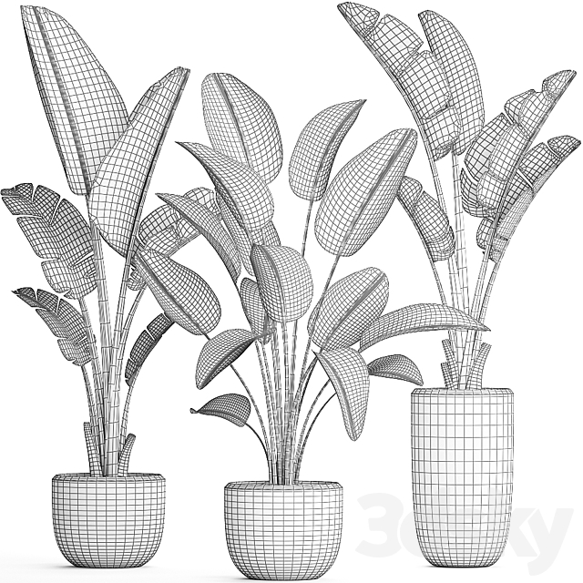 Collection of small plants in black modern pots with Banana palm. Strelitzia. Set 444. 3DSMax File - thumbnail 4