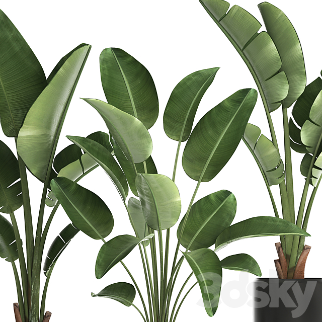 Collection of small plants in black modern pots with Banana palm. Strelitzia. Set 444. 3DSMax File - thumbnail 5