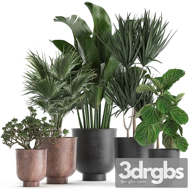 Collection of small plants in black pots ficus lirata, dracaena, fan palm, crassula. set 836. - thumbnail 1