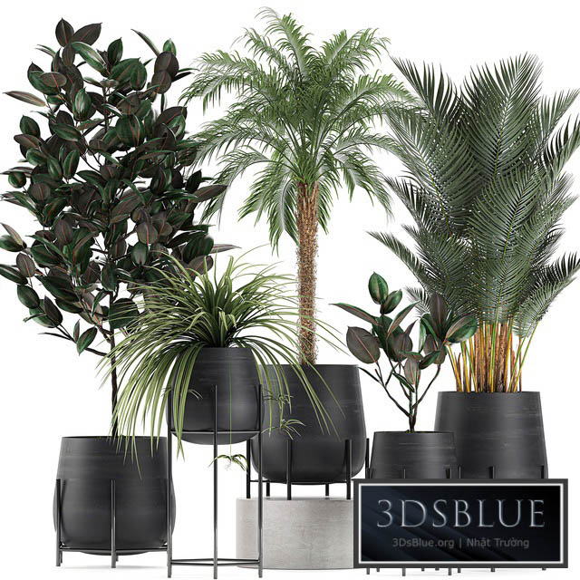 Collection of small plants in black pots on legs with Date palm ficus Chlorophytum Abidjan. Set 627. 3DS Max - thumbnail 3